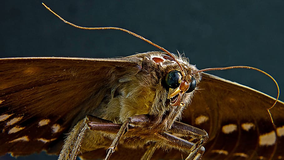 moth, butterfly, animal themes, one animal, animal wildlife HD wallpaper