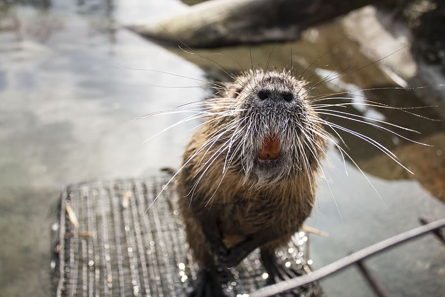 bieber, close, macro, grin, nose, moustache, animal, hungry HD wallpaper