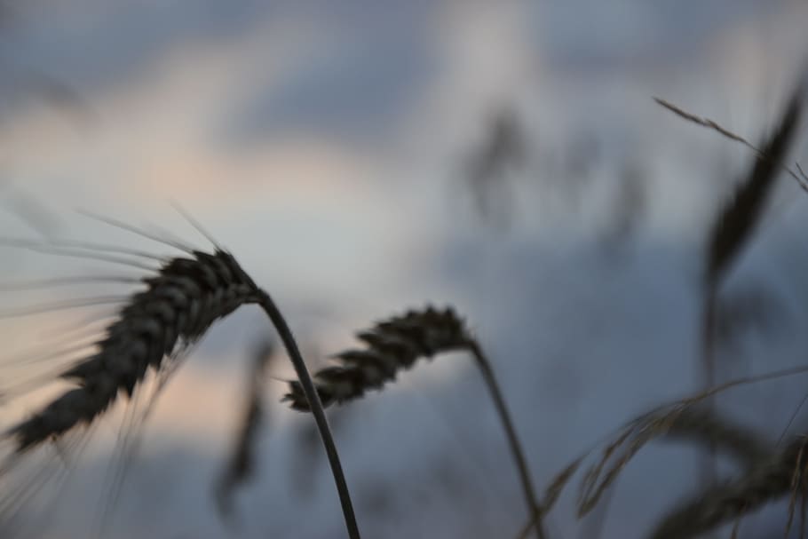 corn, wheat, plant, yield, grain, ears, village, the cultivation of HD wallpaper