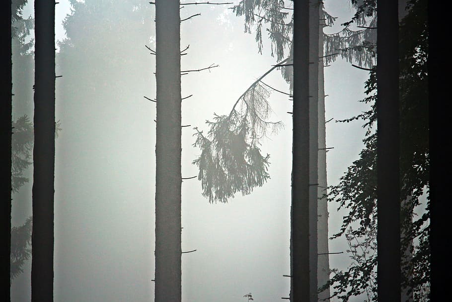 Fog, Trees, Forest, Firs, Pine, Autumn, gloomy, mystical, fir forest HD wallpaper
