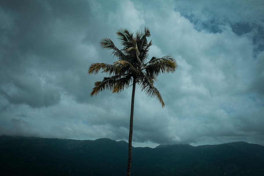 coconut tree, photo of green coconut tree near blue sky, palm HD wallpaper