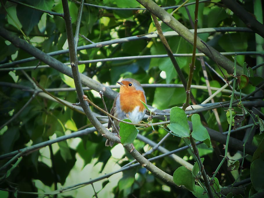 robin, leaves, ivy, pit-roig, bird, animal wildlife, one animal HD wallpaper