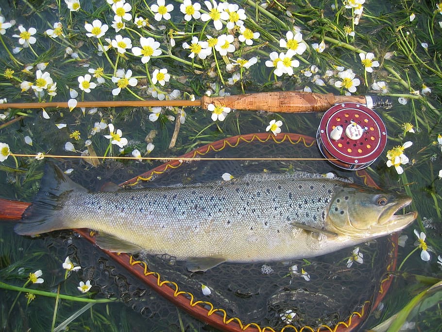Grayling, Fishing, River, Catch, freshwater, outdoors, wild, HD wallpaper