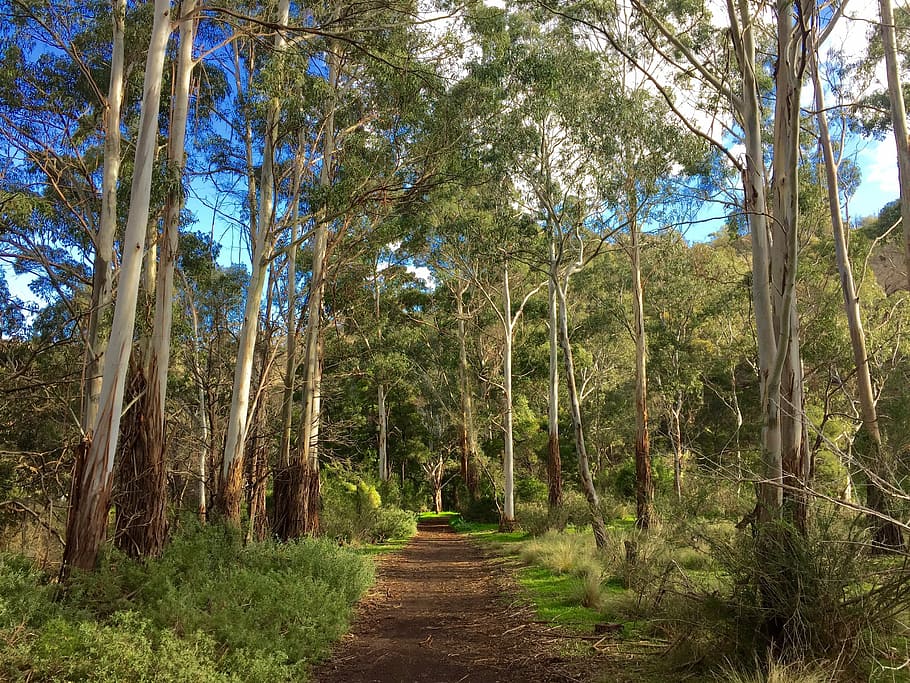 woods, path, forest, australia, landscape, wilderness, tree HD wallpaper