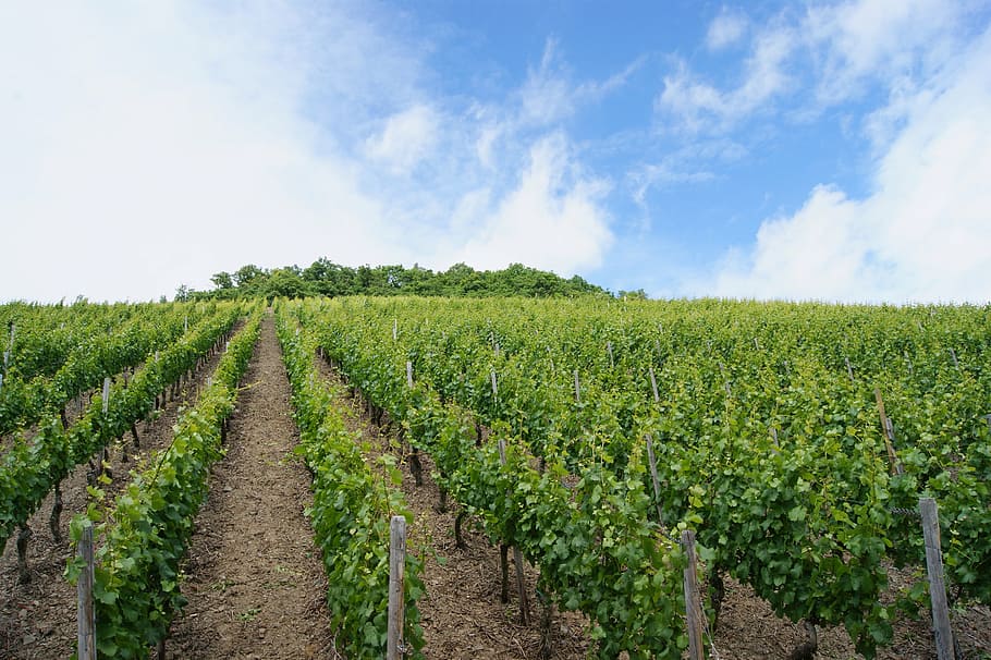 vines, vineyard, growth, agriculture, field, plant, sky, landscape HD wallpaper
