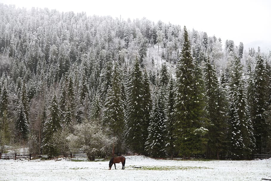 Early Snow, Morning In The Forest, lonely horse, taiga, landscape in the forest, HD wallpaper