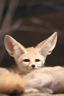 Hd Wallpaper Zoo Fennec Small Cute Renard Des Sables Color Portrait Wallpaper Flare