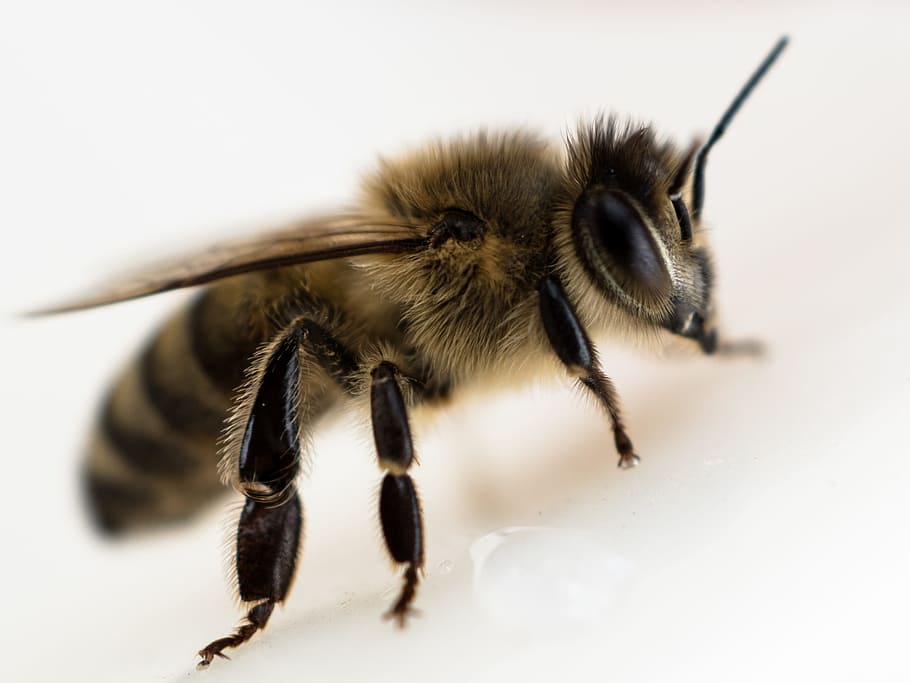 selective focus photography of black and yellow bee, close HD wallpaper