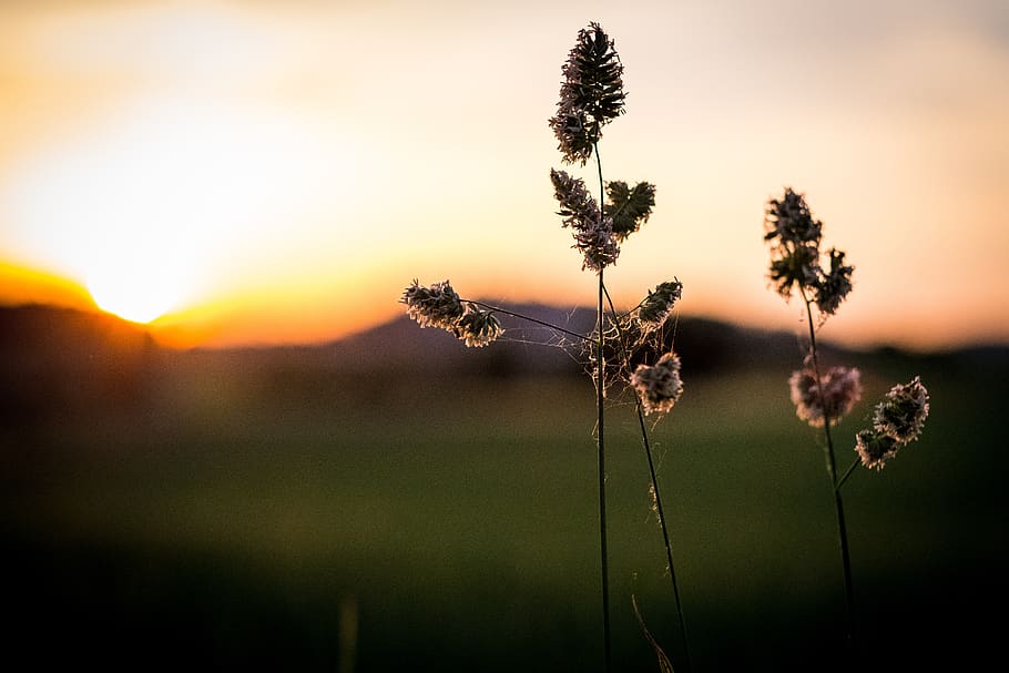 grass, grasses, bud, spring, green, grass ear, plant, nature HD wallpaper