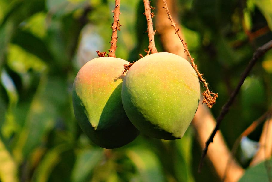 green mangoes, rosy, fruit, attractive, delicious, india, food and drink HD wallpaper