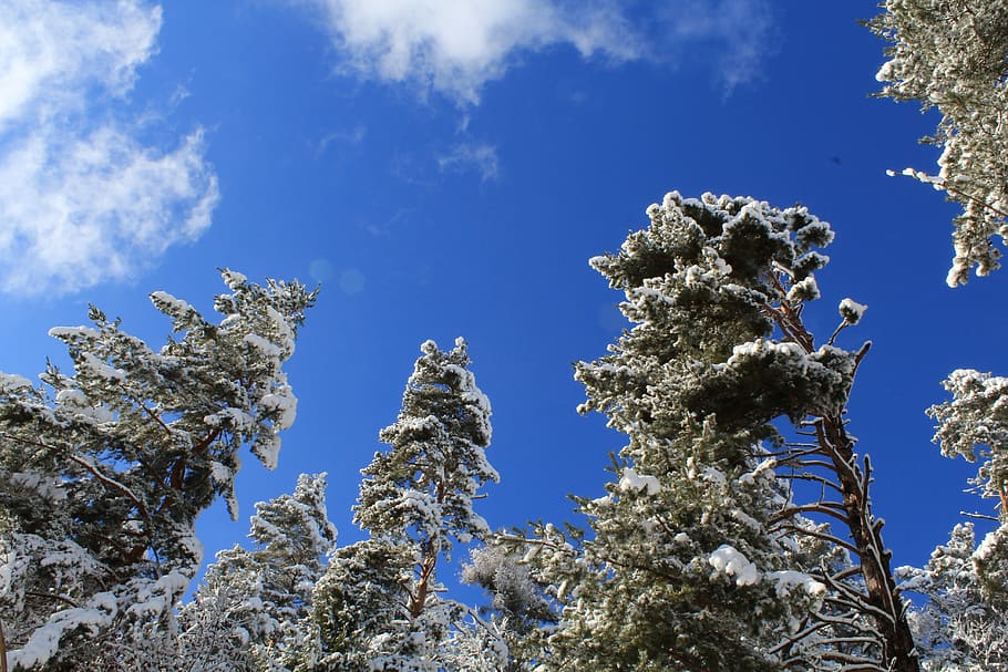 Tree, Blue Sky, Winter, Snow, Ever Green, tops, nature, day HD wallpaper