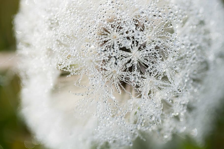 dandelion, morgentau, dew, drip, close-up, cold temperature HD wallpaper