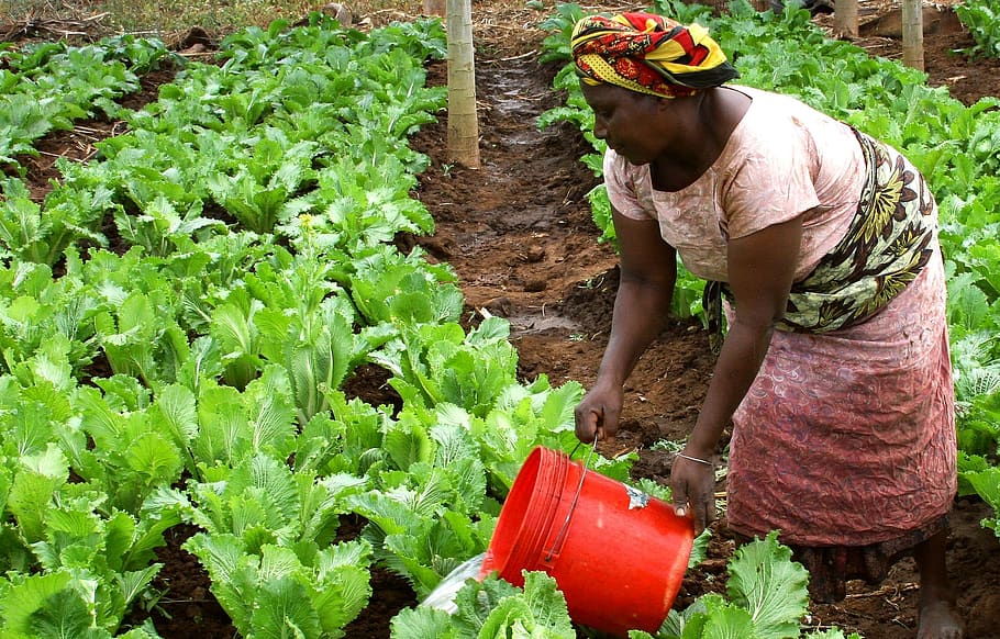 woman, watering, crops, africa, tanzania, plants, growing, cultivating, HD wallpaper