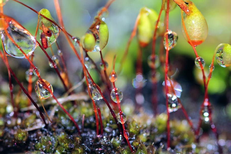 macro photography of water dew of small plants at daytime, moss HD wallpaper