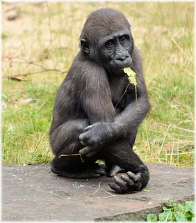 black monkey near grass, Gorilla, Zoo, Series, Monkeys, holland HD wallpaper