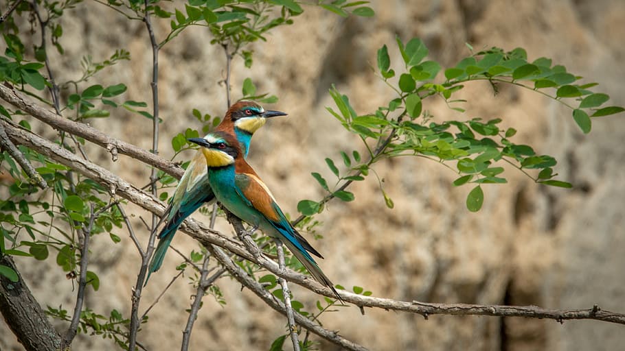 two multicolored birds on tree branch, european bee-eater, merops apiaster, HD wallpaper