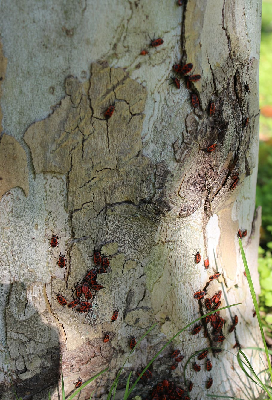 beetles, large, closeup, beetle firefighter, nature, tree, forest HD wallpaper
