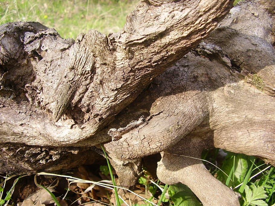 log, wood, stalk, trunks, nature, tree, plant, tree trunk, wood - material HD wallpaper
