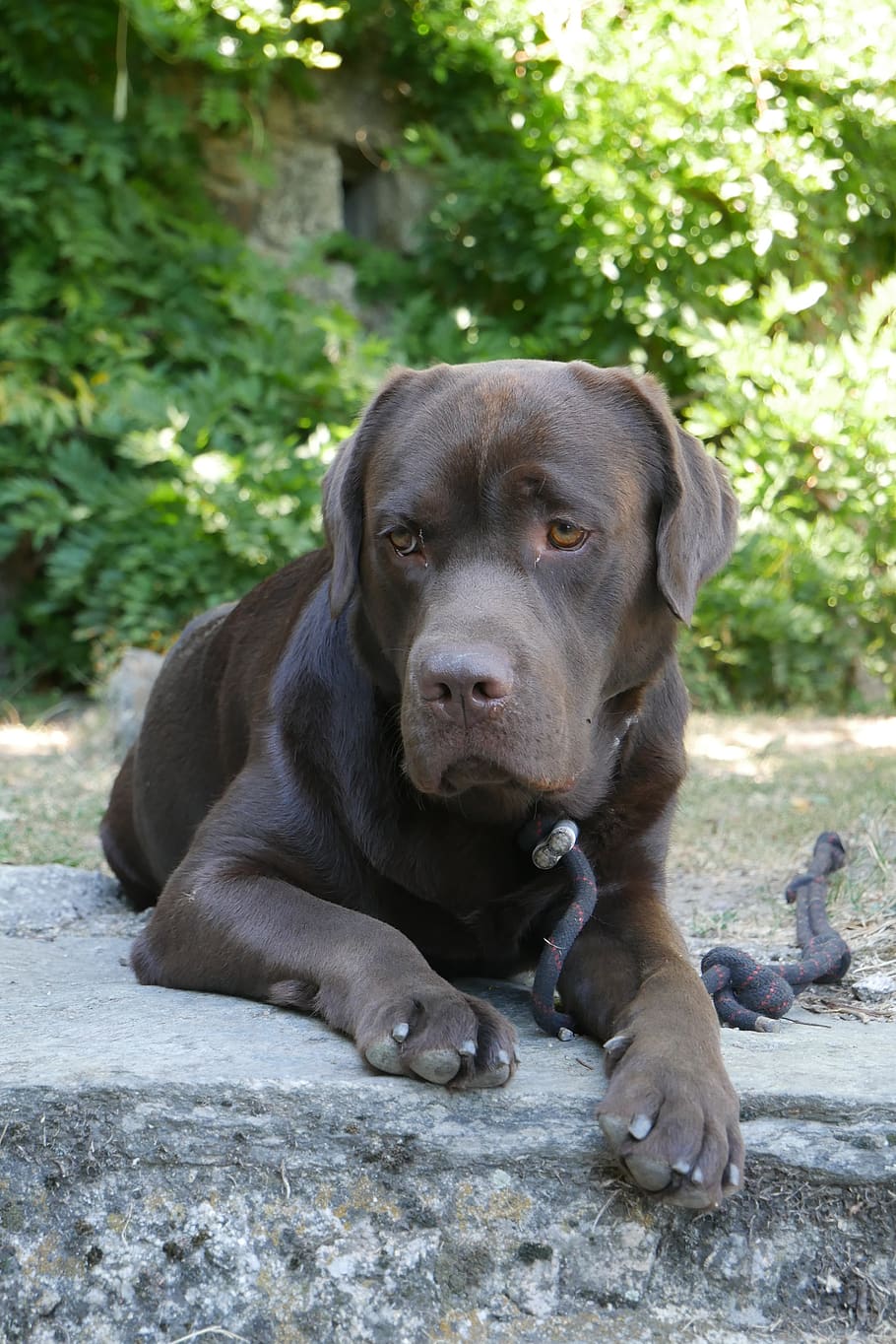labrador, brown, dog, one animal, mammal, canine, domestic HD wallpaper