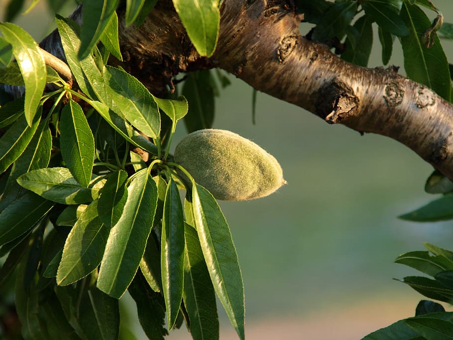almond tree, vegetable, leaf, plant part, fruit, growth, food HD wallpaper