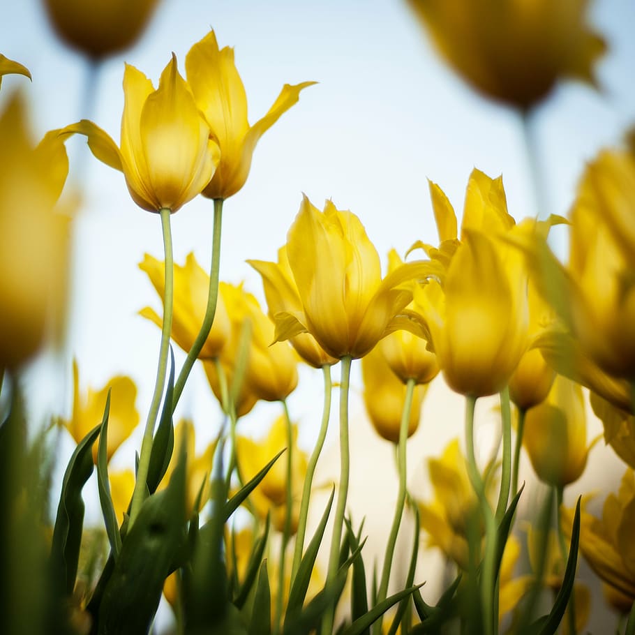 tulips, yellow, flowers, spring, floral, blossom, bloom, plant HD wallpaper