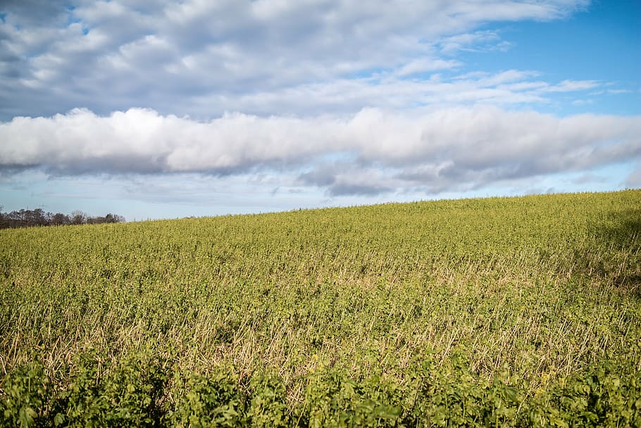 field, arable, clouds, sky, agriculture, landscape, slope, wide HD wallpaper