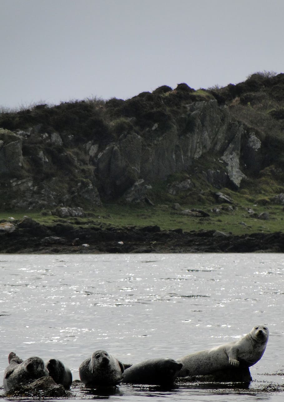 seals, coast, sandbar, robbe, nature, water, beach, howler HD wallpaper