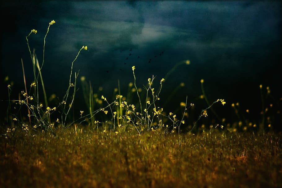 yellow flower field, spring, landscape, spring flower, nature