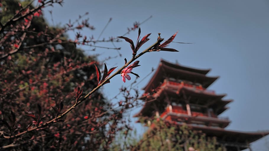 attic, ancient architecture, trees, flowers, the scenery, built structure HD wallpaper