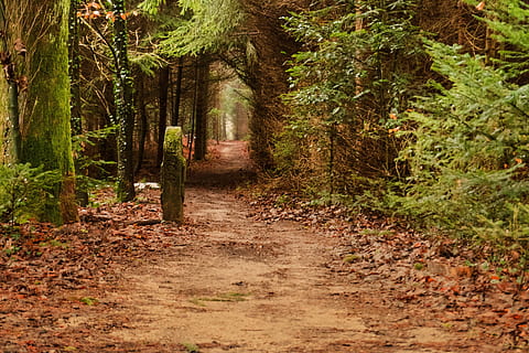 wood, tree, nature, path, leaf, forest, away, leaves, avenue HD wallpaper