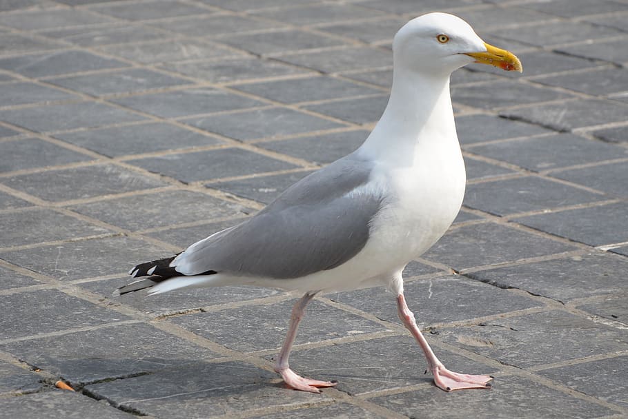 seagull, animal, bird, vertebrate, animal themes, animals in the wild HD wallpaper