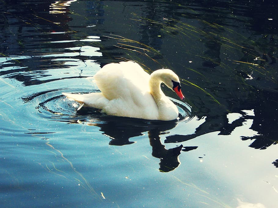 white swan floating on body of water, lake, reflection, bird HD wallpaper