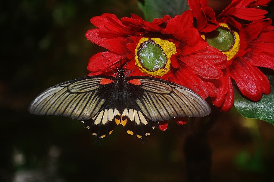 great mormon butterfly perched on red petaled flower, black HD wallpaper