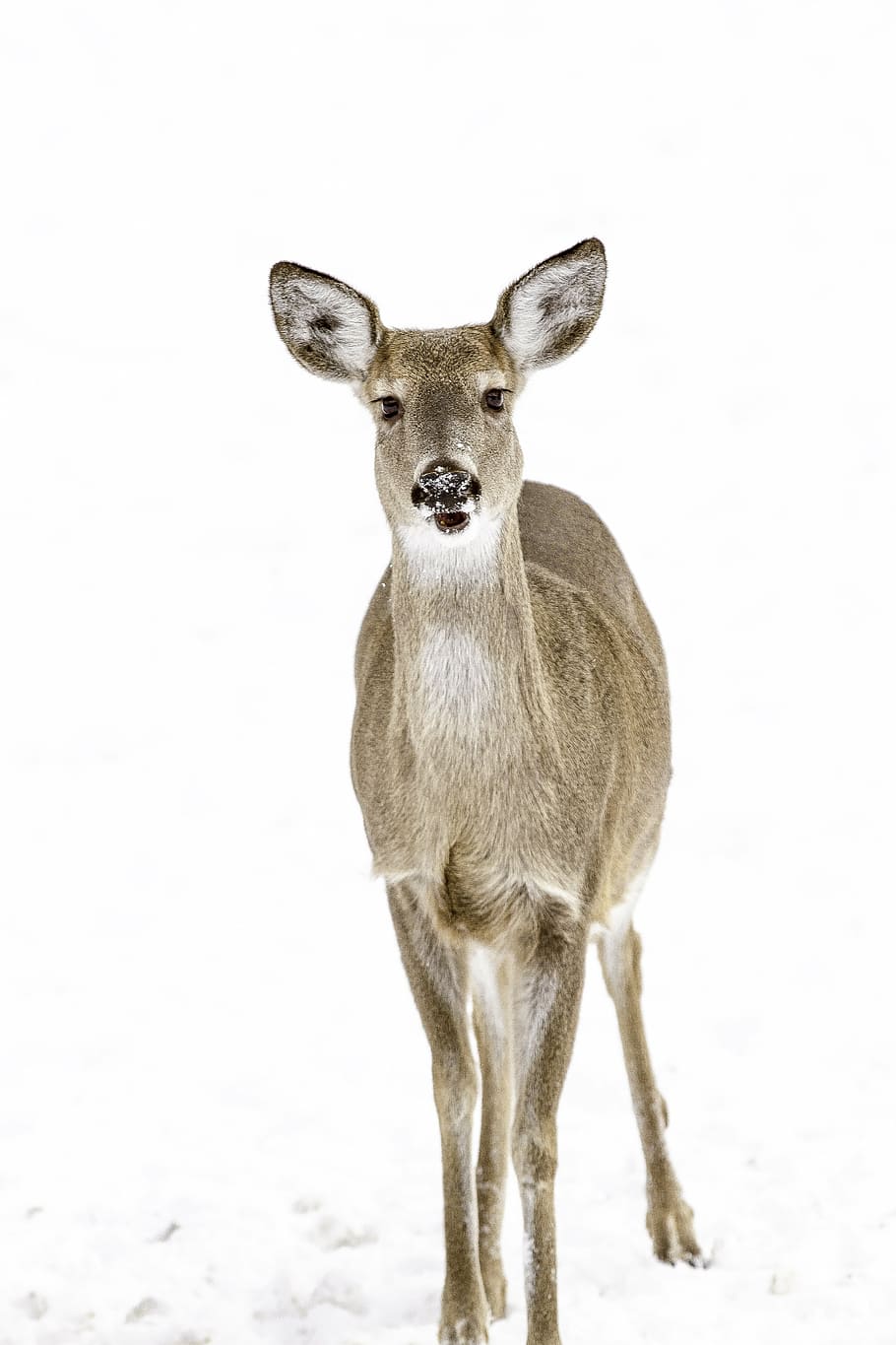 brown deer standing on snow covered ground, animal, winter HD wallpaper