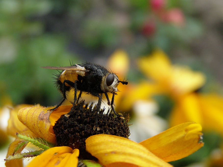 macro, insects, nature, animals in the wild, animal themes HD wallpaper