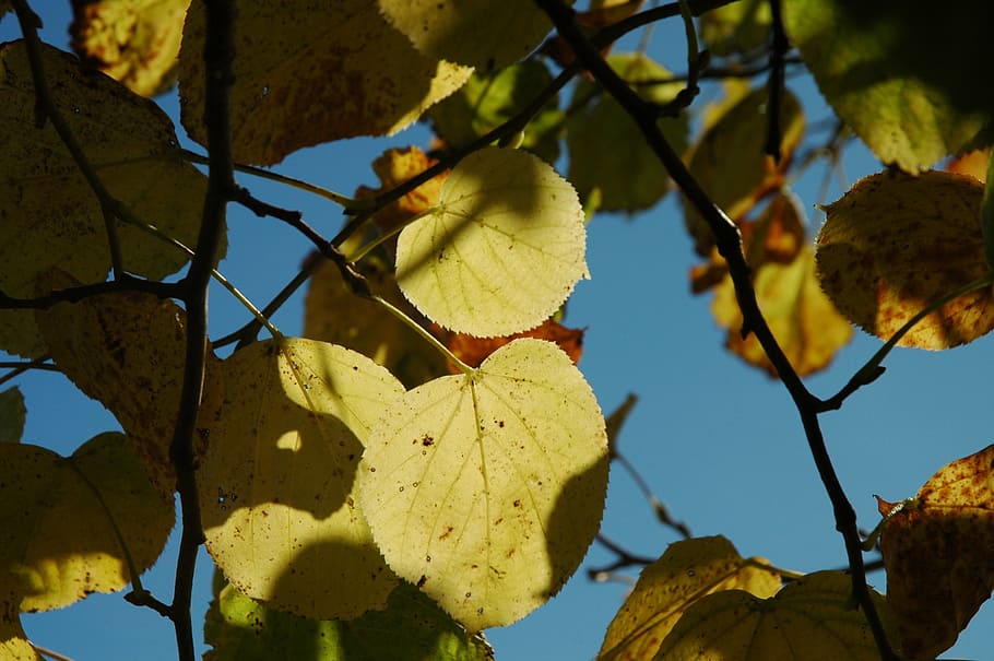 fall foliage, sunbeam, autumn, fall leaves, autumn colours, HD wallpaper