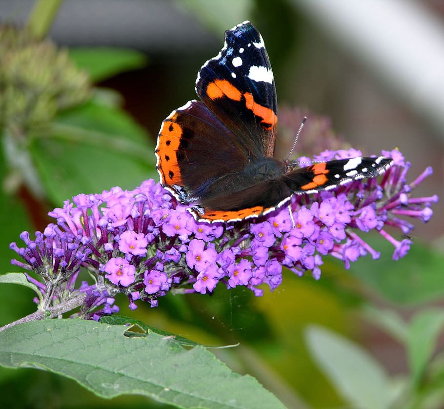 butterfly, admiral, insect, flower, flowering plant, animal themes HD wallpaper