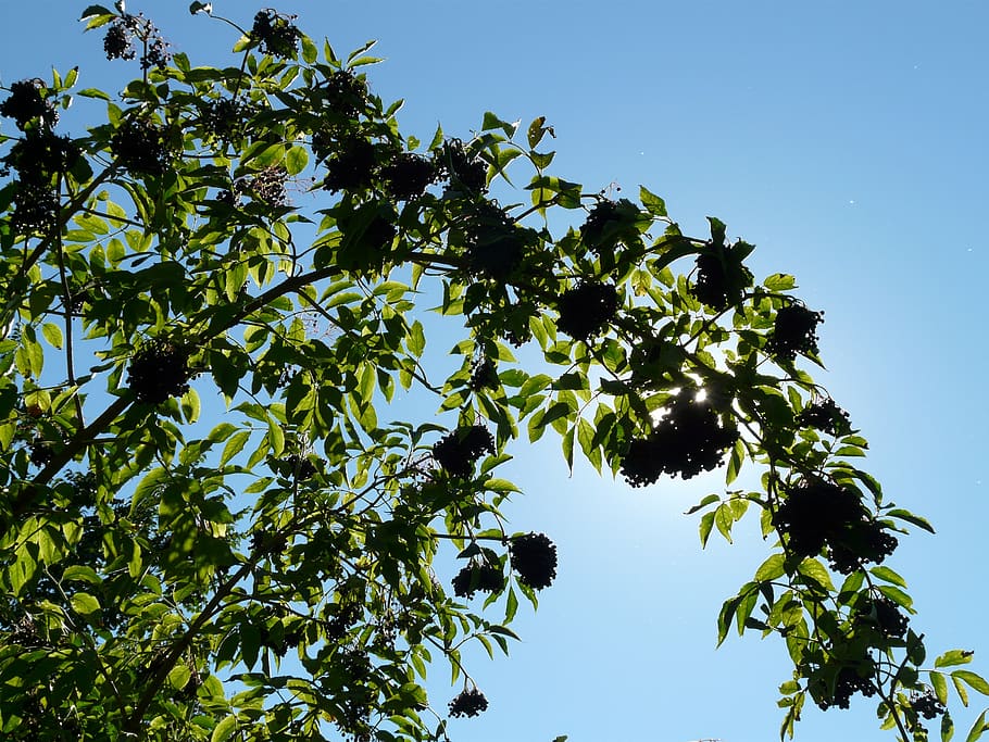black elderberry, sambucus nigra, holder bush, holler, lilac, HD wallpaper