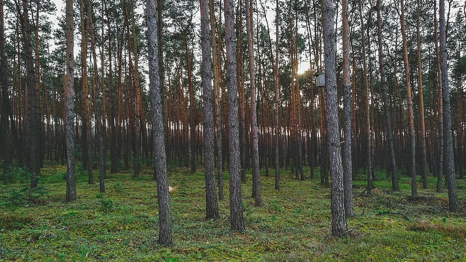 brown tree on forest, scenery of forest, grass, tall, nature HD wallpaper