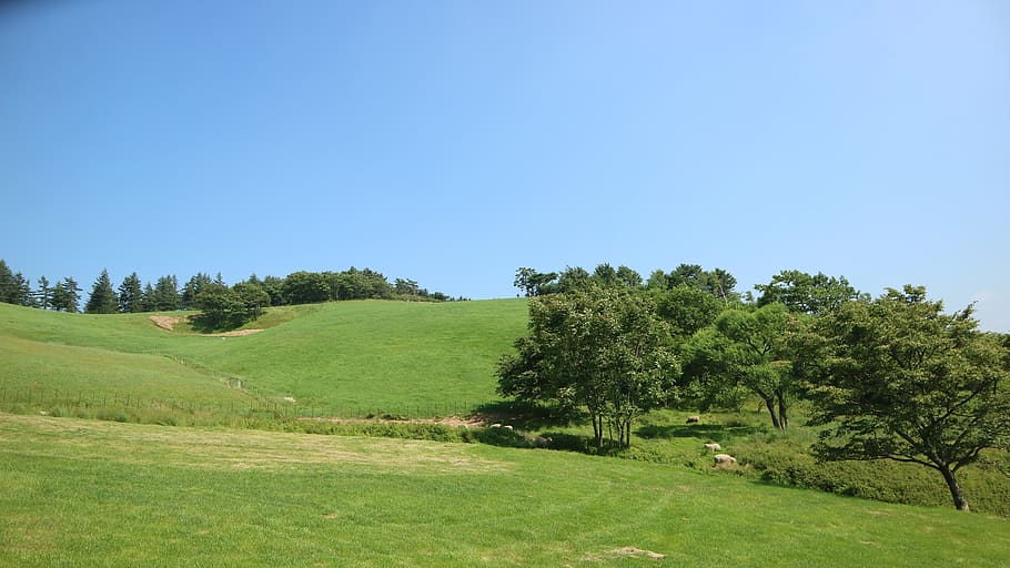 hill, ranch, skyline, green, plant, tree, green color, grass HD wallpaper