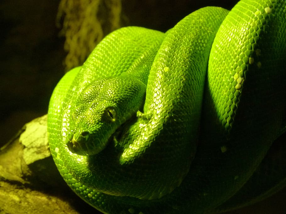 green, snake, nature, forest, tree, soil, animal themes, green color HD wallpaper