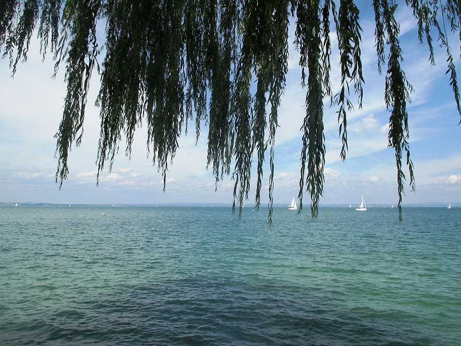 water, lake, romanshorn, weeping willow, pasture, salix babylonica, HD wallpaper