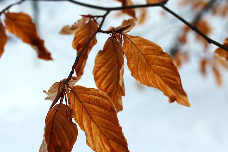leaf, red, branch, winter, snow, nature, plant part, autumn HD wallpaper