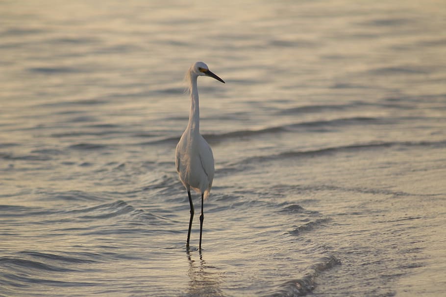 bird, water, nature, wildlife, lake, marsh, shorebird, animal, HD wallpaper