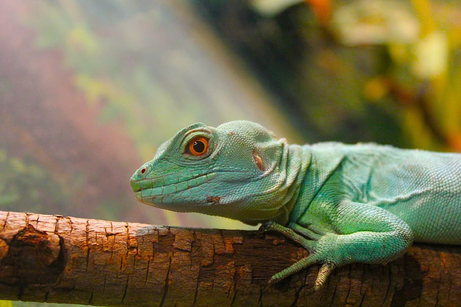 Lizard, Nature, Reptile, Wild, Tropical, wildlife, iguana, exotic HD wallpaper