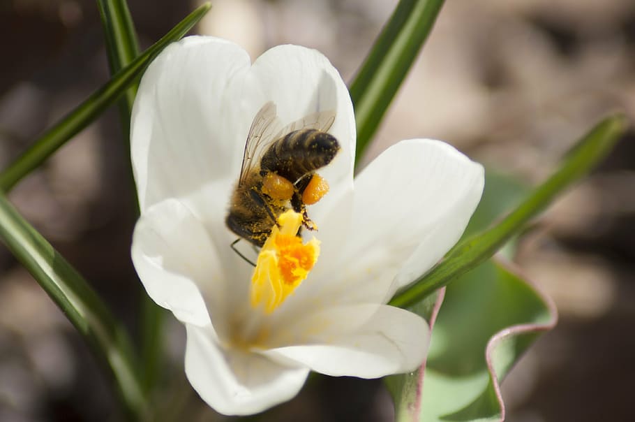 bee, crocus, flower, spring, nature, insect, blooming, natural, HD wallpaper