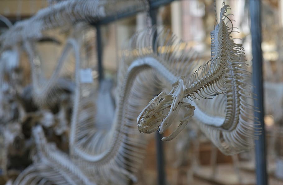 skull, white, snake, skeleton, bones, close-up, no people, focus on foreground HD wallpaper