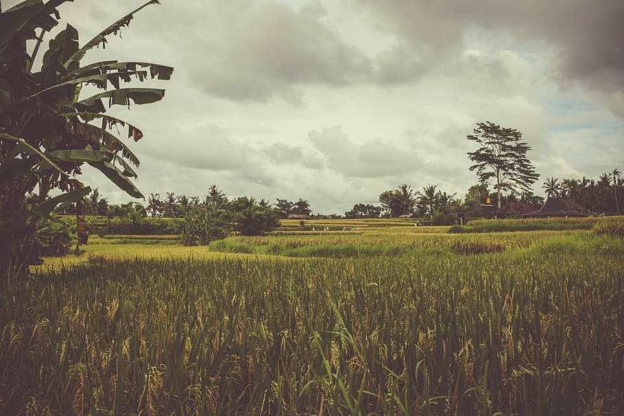 Rice fields in Bali, green grasses and trees, landscape, crops HD wallpaper