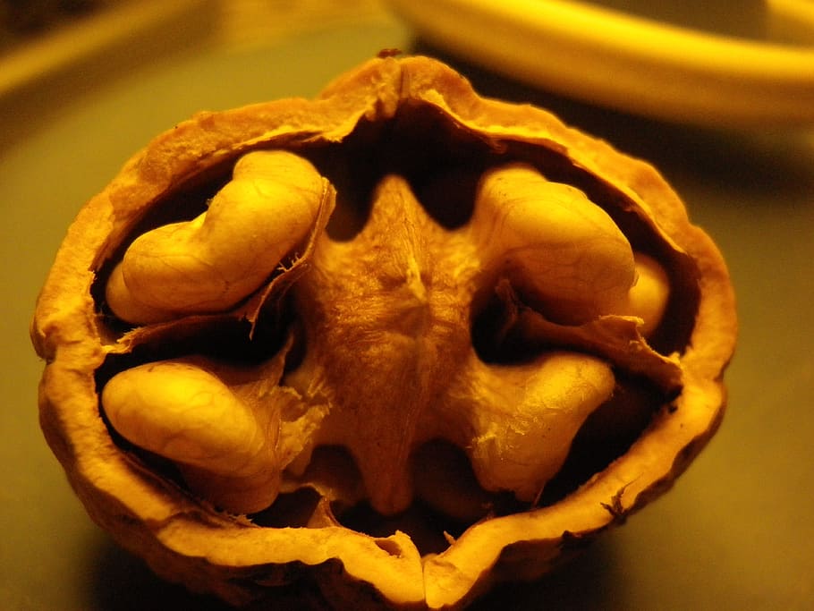 Walnut, Tree, Tree, Nuts, human body part, human skull, horror