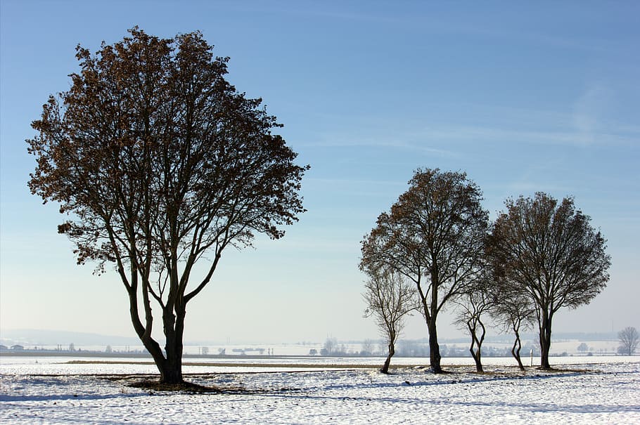 snow, tree, wintry, winter mood, cold, landscape, nature, snow landscape HD wallpaper